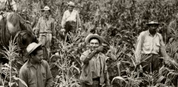 Field Workers Harvesting Sweet Corn in Grimes, Iowa, August 1946