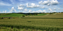 Sweet Corn Field near Marengo, Iowa