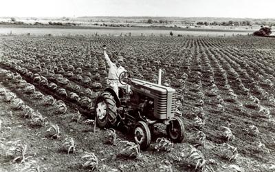 Adult man sitting on a cab-less tractor waving to the photographer.  Cultivator attachment is working up the soil around the young field corn plants.