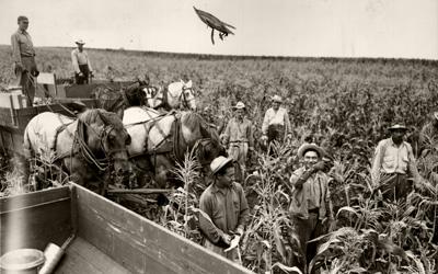 Five adult men seen walking in mature corn field, harvesting ears of sweet corn.  One ear is seen in the air being  tossed into wagon of harvested ears.  Two additional horse-drawn wagons hauling harvested ears of sweetcorn are seen in the background.