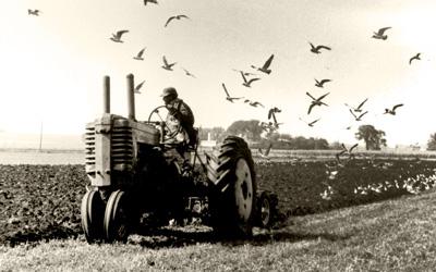 An adult man is seen driving a tractor, turned to look across the plowed field that he has just worked over.  Many seagulls are seen flying overhead and some are landing on the freshly turned soil.
