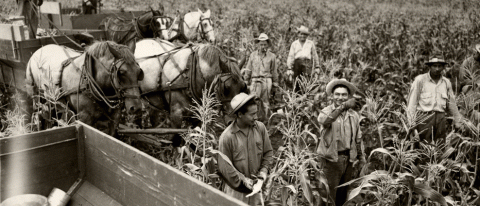 Five adult men seen walking in mature corn field, harvesting ears of sweet corn.  One ear is seen in the air being  tossed into wagon of harvested ears.  Two additional horse-drawn wagons hauling harvested ears of sweetcorn are seen in the background.