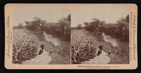 The side-by-side images show a man, woman, and young boy standing at the edge of a corn field. The corn is on the left of the picture. It has tassled out and is almost twice as tall as the two adults. The two adults are looking towards a tree-lined stream/river that runs on the right side of the picture. All three people are dressed up, not in work clothes.