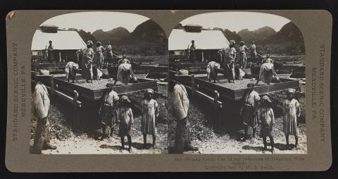 Drying Cocoa on the Island of Dominica in the West Indies, ca. 1906