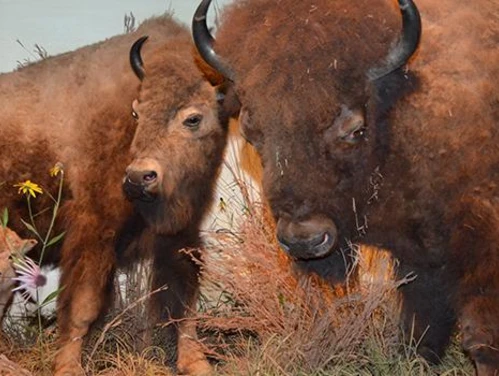 Taxidermied buffalo on display at the Iowa museum