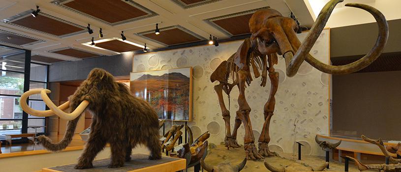 Mammoth exhibit at the State Historical Building