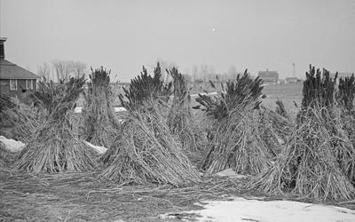 The photograph shows several stacks of sugarcane that are being grown in Emmet County, Iowa, in 1936.