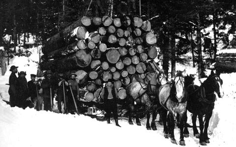 A team of horses hauls logs on a sleigh in the snow.