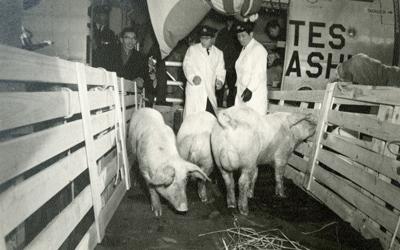 The image shows hogs from Iowa being taken off a plane in Yamanashi Prefecture in Japan. 