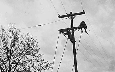 Black and white photograph of men putting up power lines for the Tennessee Valley Authority.
