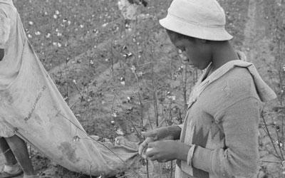 Young African American Picking Cotton, October 1935