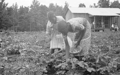 Family of Evicted Sharecroppers Resettled in Mississippi, July 1936
