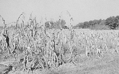 Corn Field in Drought near Hillsboro, North Carolina, September 1939
