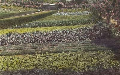 Vegetable Garden At "Beacon Hill House" in Newport, Rhode Island, July 1917