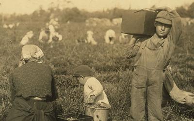 People Picking Cranberries in Pemberton, New Jersey, September 1910