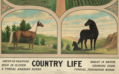 The bottom third of the image shows a “typical Arabian horse” and a “typical Percheron horse.” The top of the image shows a scene with pastures on the left and grain fields on the right. One pasture has hogs, and the other sheep. The grain fields show a wheat field after harvest and a corn field growing.