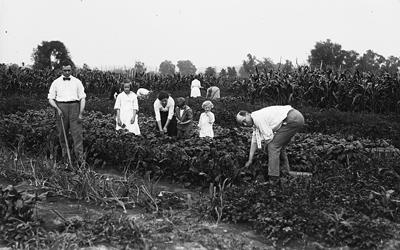 The image shows a family in 1915 working on their farm. The entire family appears to be out working and there are multiple crops being grown.  No heavy machinery or equipment is visible.