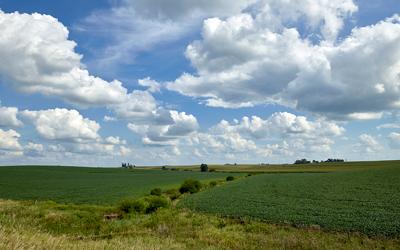 Image shows a soybean field in Benton County near Newhall Iowa.  The image shows soybeans for as far as one can see.