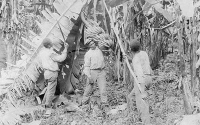 Image depicting Costa Rica farm workers cutting down large bunches of bananas. 