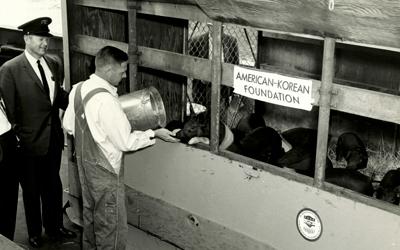 An unidentified Iowa farmer feeds corn to newly-transported pigs. Many orphanages wrote to Heifer International requesting they send livestock to them. Berkshire pigs from Iowa were one of the animals that were flown to South Korea.