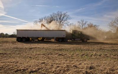 Truck and covered grain trailer parked in a field.  Auger delivers crops and a lot of dust into the trailer.