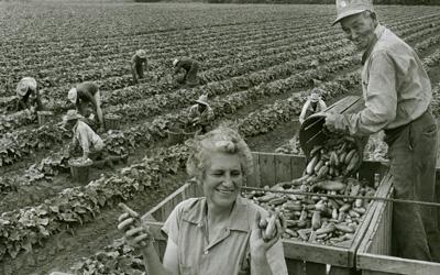 Woman with a huge smile seen in the foreground gazing at freshly harvested cucumbers.  Man next to her seen pouring a bucket of cucumbers into large crate.  Six workers seen harvesting in the background.