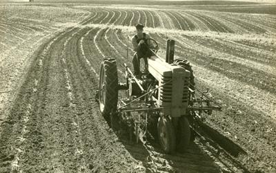 Adult male cultivating a field of very young corn, driving a tractor with cultivator implement.