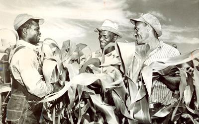 Three adult men pictured in a field of tall corn.