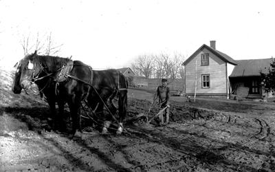 Wooden farmhouse seen in background.  Man walking behind single-row plow seen with team of draft horses on a plowed field in foreground.
