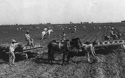 About a dozen workers scattered throughout plowed field.  Two horse-drawn, flat-rack wagons seen in foreground along with additional potato harvest workers.