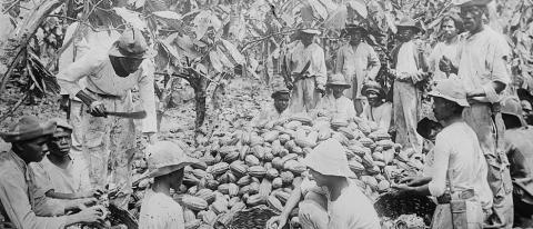 Trinidadians Sorting Cocoa Pods, 1900 (Image)