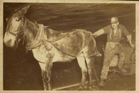 This photograph shows a miner with a mule-drawn coal cart in the shaft of Mine #12 in Buxton, Iowa, in 1910.