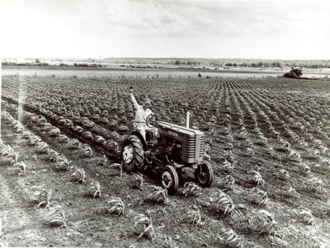 Adult man sitting on a cab-less tractor waving to the photographer.  Cultivator attachment is working up the soil around the young field corn plants.