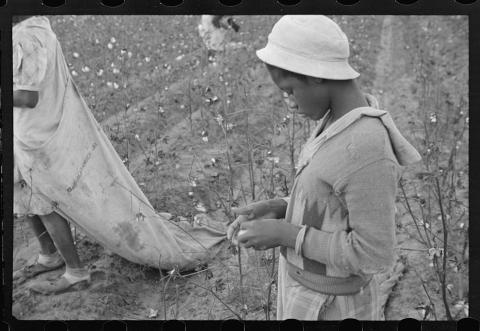 Young African American Picking Cotton, October 1935
