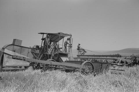 Harvesting wheat with a combine in Iowa.