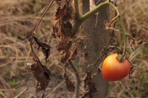 Failing Tomato Plant, August 18, 2018