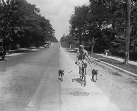 Boy Riding Bicycle with Dogs on Leashes, 1928