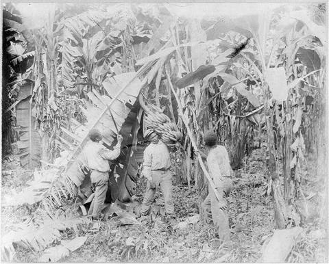 Image depicting Costa Rica farm workers cutting down large bunches of bananas. 
