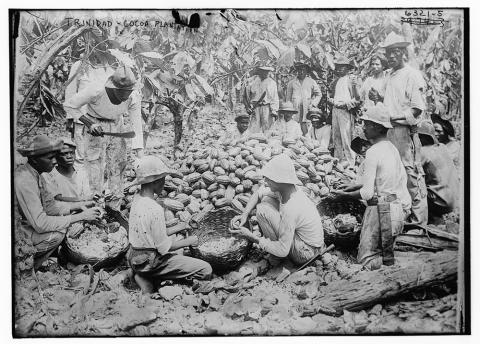 The image shows a group of people in Trinidad that are on the ground with a large pile of cocoa pods.  They are splitting the pods to extract seeds for drying to be eventually turned into cocoa powder.  The image shows the hard work that went into getting cocoa beans from pods for trade to other countries.  