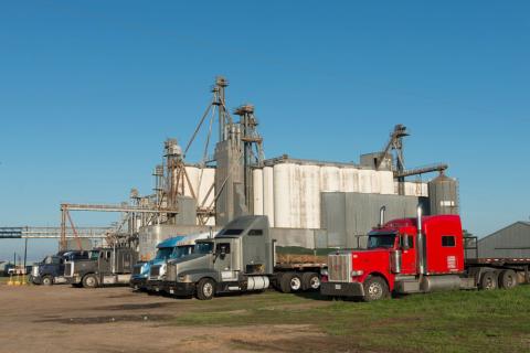 Five trucks parked near a grain elevator.  Auger system used to move grain from one location to another also visible in photograph.