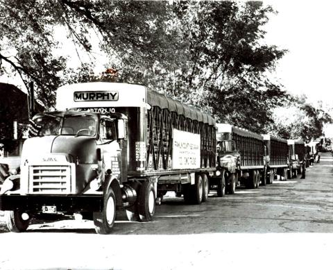 Convoy of more than six identical trucks lined up on the road, all loaded with cattle.  No cattle are visible, though.