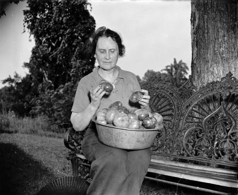 On July 29, 1938 Harris & Ewing photographed Nellie Tayloe Ross, Director of the United States Mint, at her newly purchased 100 year old home on a 200 acre farm. She is depicted examining tomatoes on an ornate iron bench while wearing work clothes. 