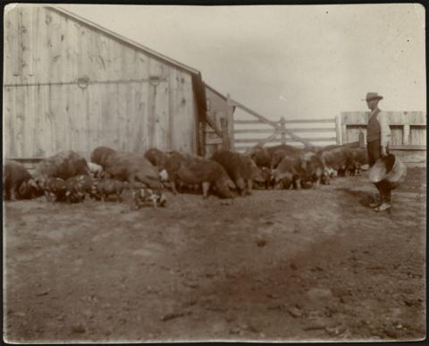 Adult man wearing bib overalls and holding an empty metal bushel basket seen standing in hog pen with about two dozen hogs likely feeding.