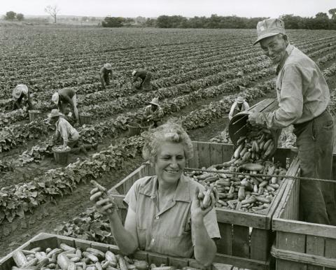 Woman with a huge smile seen in the foreground gazing at freshly harvested cucumbers.  Man next to her seen pouring a bucket of cucumbers into large crate.  Six workers seen harvesting in the background.