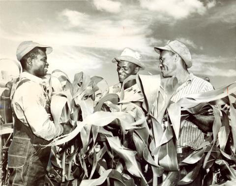 Three adult men pictured in a field of tall corn.