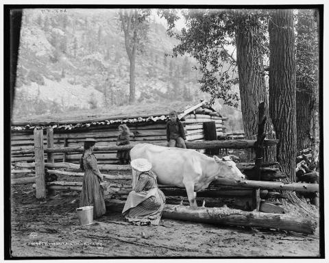 Woman with large straw hat seated on log milking a cow.  Three children of a variety of ages surround the woman and cow.  A log cabin and log fencing are seen in the background, in a mountainous setting.