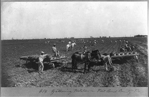 About a dozen workers scattered throughout plowed field.  Two horse-drawn, flat-rack wagons seen in foreground along with additional potato harvest workers.