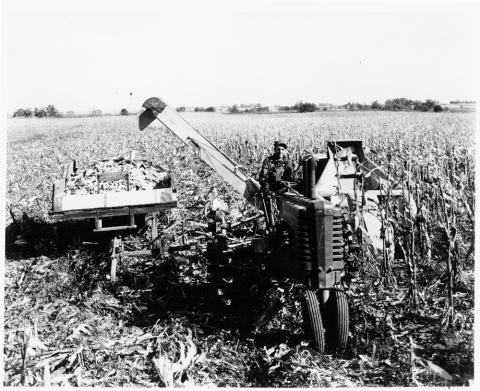 Two-row corn picker pulled along with and powered by a small tractor.  Harvested ears of corn collected in small wagon also pulled along with the tractor and cornpicker.
