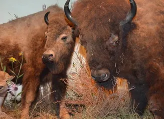 Taxidermied buffalo on display at the Iowa museum