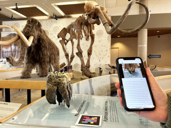 In the mammoth exhibit, a visitor uses an iPhone to pick up a NaviLens code near a mastodon tooth to learn more about the artifact.